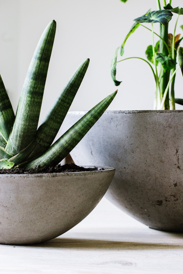how to add major style to your space with houseplants